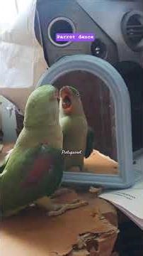 Parrot dance #parrot #michaeljackson #birds