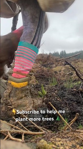 Forestry worker tree planting Scottish woodland Sitka spruce commercial forest winter work