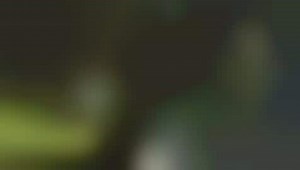 Insects As Brand Boosters