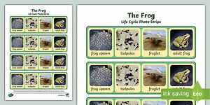 Frog Life Cycle Photo Strip