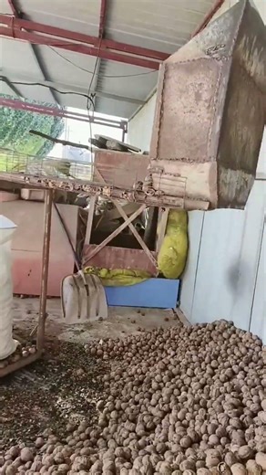 Conveying Walnuts for Sorting – Streamlined Processing