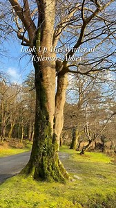 Look up this winter ❄️ Golden light and birds await in Kylemore’s woodlands 🌲 #woodland #walk #trailwalking #winter #ireland | Kylemore Abbey