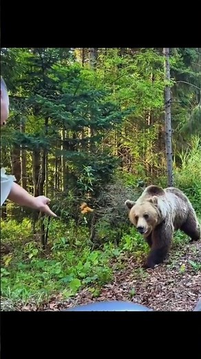 Why Do Bears Take Revenge on Humans? 😱 | Shocking Animal Behavior
