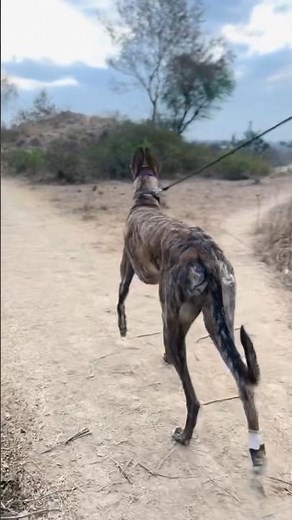 Greyhound Field Patrol Mode 🐕🔥 | Brindle Beast Walk#greyhound #greyhounddog #dogtraining