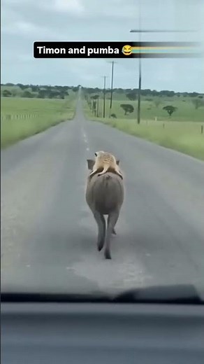 timon and pumbaa at the cinema the lion king 👑 Timon and Pumbaa are REAL! monkey flying with unmbrel