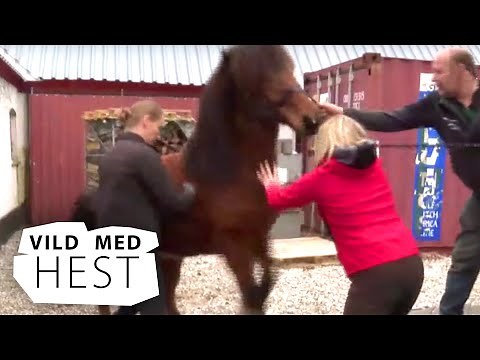 VILD MED HEST (14:21) Hundetræning for heste