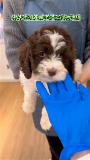 Tsim Sha Tsui pet shop on Instagram: "朱古力加白可卡布到店尖沙咀 #香港寵物店 #petshop #hkpetshop #hkpet #cockapoo"