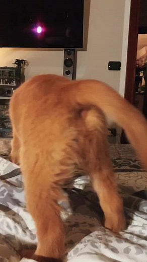 Golden-Brown Puppy Cuddles on Cozy Bed