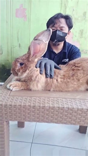 Grooming kelinci raksasa flemish giant #kelinci #rabbit #kelinciraksasa #flemishgiant
