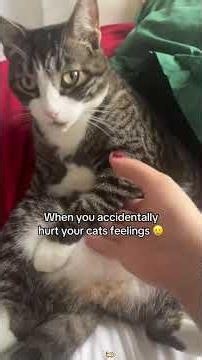 Cats Can Understand English? 😹 Watch Their Hilarious Reactions!
