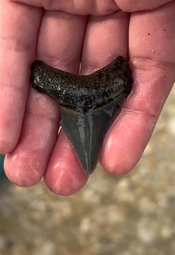 Awesome father and son moment on the beach at Calvert Cliffs! Connor pulls a megalodon shark tooth out of the sand! #sharktoothhunting #fossils #fossilhunter #megalodon #sharkteeth