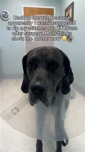 Dog Surgery Recovery FAIL | 24 Hours Later