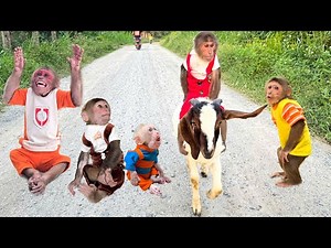 Funniest monkey compilation 🤣🐒 Monkey Cutis, Cubis, Abu monkey, Bibi Monkey, Monkey Su