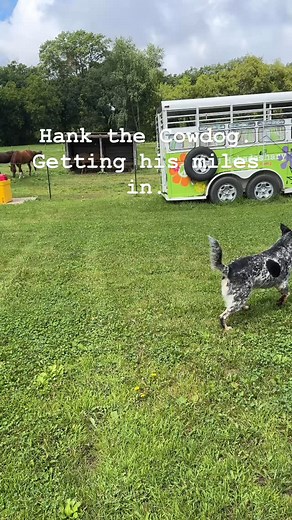 Biodynamic farm in oakdale mn. Regenerative cannabis, horses, bees, and chickens. | MJ Habadashary