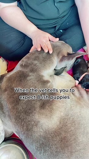Great Dane Giving Birth to 13 Puppies! #PuppyMania #GreatDane #NewbornPuppies