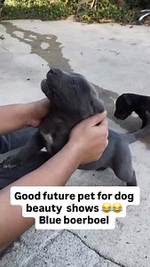 4.3K views · 2.8K reactions | Satanas  blue #boerboel | Dogman Rui | Facebook