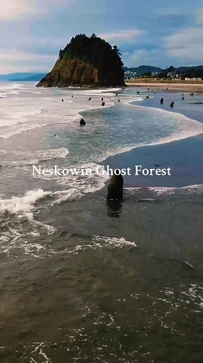 🌲 👻 In the winter of 1997-98, storms unearthed the Neskowin Ghost Forest on the Oregon coast, revealing the remains of a 2,000-year-old sitka spruce forest. Originally towering at 150-200 feet, the trees were likely destroyed by an earthquake or tsunami, which preserved the stumps by burying them in sand. Previously, harsh storms occasionally exposed a few stumps, but they were quickly reburied. Since 1997-98, approximately 100 stumps remain visible during low tide, adorned with barnacles and