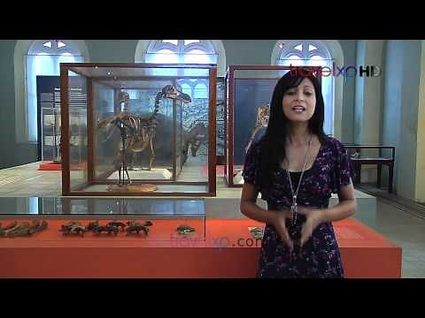 Xplore Mauritius Dodo Museum