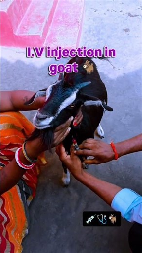intravenous injection in goat.......🐐💯💉💊