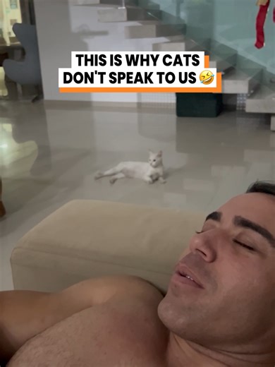 I have no idea what I said 😭 (@arkbykomi) #cats #catsoftiktok #impressions #funnycat #foryoupage