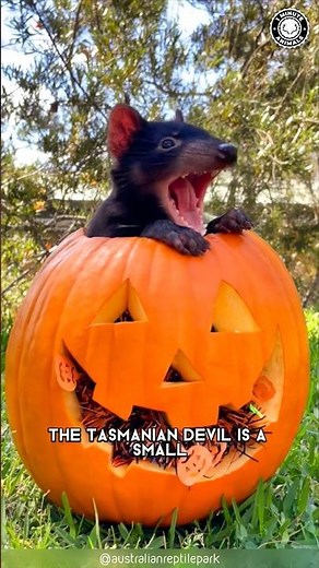 Tasmanian Devil 🦘 Shocking Maternal Instincts!
