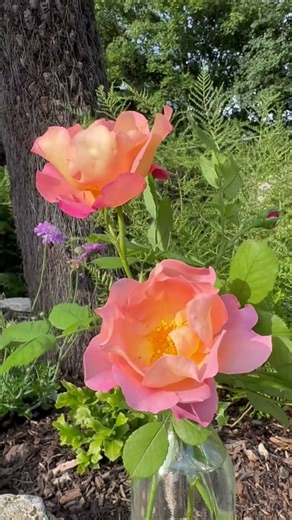 English shrub rose ‘Fighting temeraire’ from david Austin Roses #gardenerben