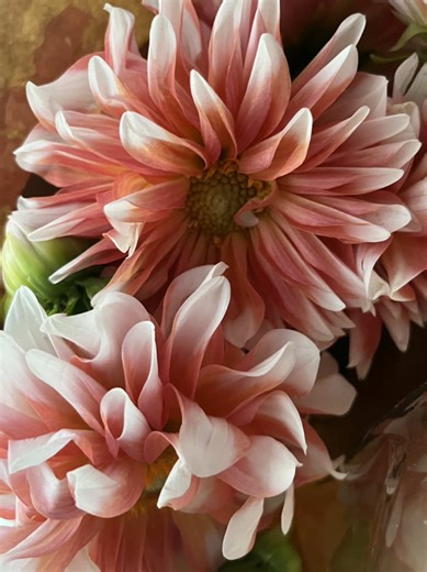 But I’m actually thrilled about the unplanned flower purchase 🥰 #fitcheck #midsizestyle #ootd #whatsinmybag