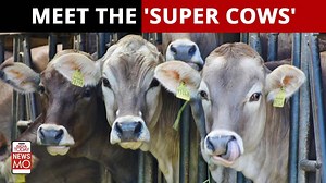 China has successfully cloned three 'Super Cows'