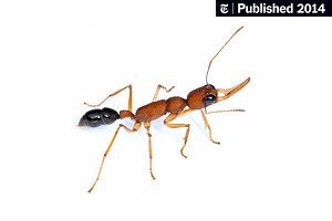 The Ant Queen Is Dead. Let the Battles Begin.