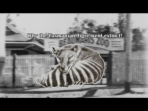Why the Tasmanian Tiger Became Extinct!