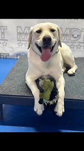 Michigan Dog Training on Reels