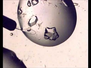 Protein Crystal Examination and Pickup Tutorial