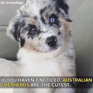 55K views · 1.7K reactions | I want to be surrounded by a dozen Australian Shepherds  miniaussietika: https://www.instagram.com/miniaussietika/ mauibigs: https://www.instagram.com/mauibigs/ leadpointaussies: https://www.instagram.com/leadpointaussies/ meet_melon: https://www.instagram.com/meet_melon/ arya.archer: https://www.instagram.com/arya.archer/ | BuzzFeed Animals | Facebook