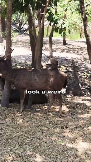 Monkeys… Are Trying to Mate With Deer! 🐒❤️🦌