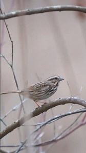 A Taste of Spring #wetlands #amphibians #birds #spring