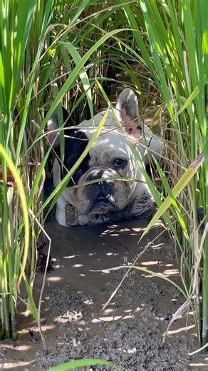 일요일에는 진짜 진흙 논 목욕만큼 좋은 건 없겠죠 😂#프렌치불독 #불독 #강아지 #frenchbulldog #목욕탕 #bulldog