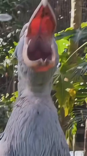 The first human to discover these birds was probably not okay for a few days 😂