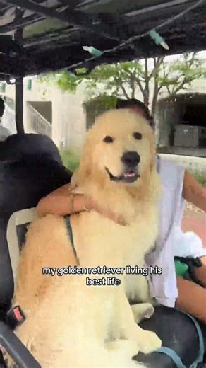 My golden retriever running MDW 🤪🤪🤪 #goldenretriever