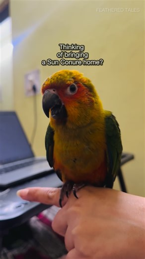 Feathered Tales on Instagram: "Bringing a Sun Conure home? Here’s everything you MUST know #SunConure #PetBirds #BirdCare #SunConureCare #BirdLovers"