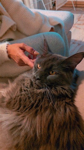 Maine Coon Cat Moments: Giant, Gentle Companions