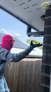 Wasp Nest vs Homeowner | HomeChic