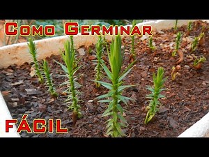 Como fazer mudas de Araucária de forma simples e Rápida - Prepare-se