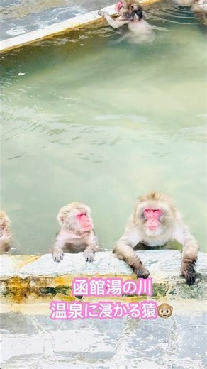 可愛い🩷函館 湯の川 熱帯植物園で温泉♨️浸かるお猿🐒さんを鑑賞😆 #函館 #hakodate #travel #animals