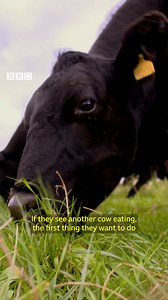 2.9K views · 36 reactions | These cows are on a diverse diet, including stinging nettles! Learn more: https://www.bbc.co.uk/reel/video/p0bfgwk3/the-utopian-future-for-our-food | BBC Future | Facebook