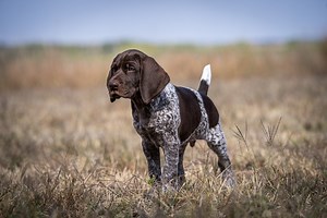 2.7K views | Watching young bird dog pups learn and grow is so cool! Today, I saw Maddie and Smoke hunt with excitement! — By giving them the space to succeed and allowing them to stumble the make progress and is how they truly get better! Give your young dogs the time they need, slow a hunt down and help them learn! #DogTraining #PuppyGrowth #BirdHuntingIsLIFE | Standing Stone Kennels | Facebook
