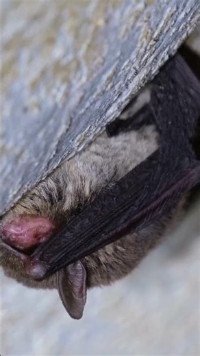 Who Is the Slowest Animal in the World? You Won’t Believe the Answer! 🐢