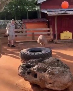 Beeper is playing Emu Ball, the most fun new enrichment game at Gatorland! | Gatorland Orlando