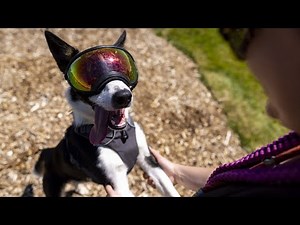 Centennial Dog Park opens on West End after years of planning
