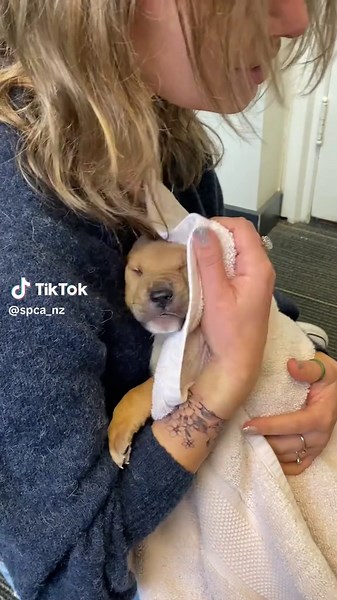 Saving Rescued Puppies: A Heartwarming Journey