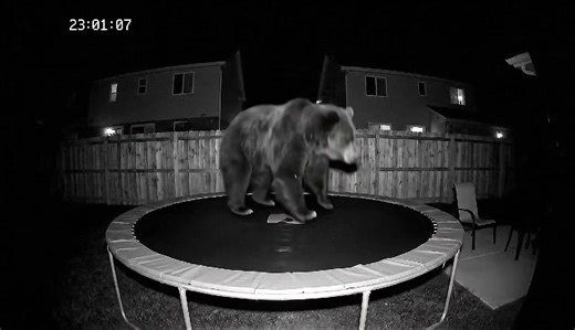 Night vision CCTV captures an unknown animal bouncing repeatedly on a backyard trampoline — eerie, funny, and oddly satisfying to watch! #CCTVAnimals #MysteryCreature #NightVision #TrampolineCam #CritterCCTV #FunnyAnimals #CaughtOnCamera #ViralFootage #BackyardMystery #AnimalBehavior | Critter CCTV